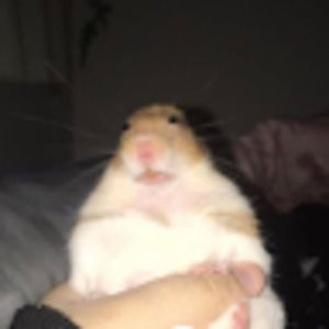 Meet your Posher, Kate